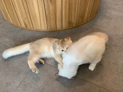 -飞行喵MR PILOT|猫舍·猫咖(静安大融城店)