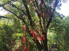 -广州白江湖森林公园