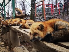 -宫城藏王狐狸村