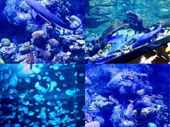 -江和美海洋公园
