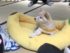 -逗柴咖啡屋·狗咖猫咖宠物桌游