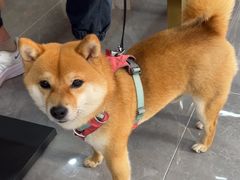 -一口猪海鲜浑锅·东北家常菜