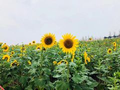 -南山植物园