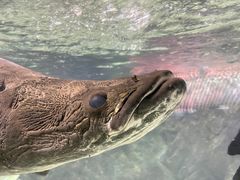 -太平洋海底世界