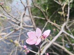 -顾村公园