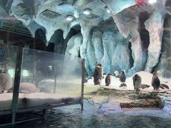 -帝企鹅自助餐厅•儿童岛•真企鹅(长隆企鹅酒店)