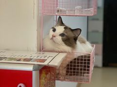 -猫在这儿猫咪咖啡馆·撸猫馆