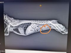 -喜多萌中农锦绣动物医院24H·猫科·牙科MRI·CT