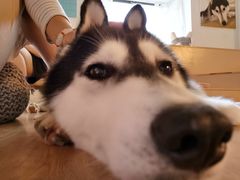 -Husky Go! 哈士奇体验馆·宠物咖啡厅狗咖