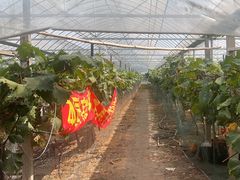 -马陆小张葡萄园农家乐