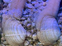象拔蚌-金海湾海鲜排档(朱家尖店)