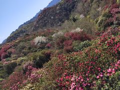 -贵州百里杜鹃风景名胜区