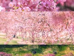 -上海辰山植物园