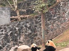 -都江堰中华大熊猫苑
