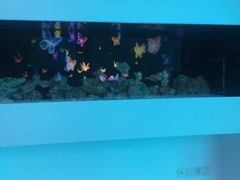 -瑞德姆美人鱼海底演艺主题餐厅(亚龙湾店)