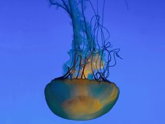 -太平洋海底世界