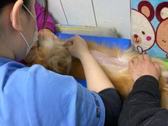 -纳吉亚猫专科动物医院(康都外科中心)
