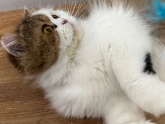 -COLOR PETS 撸猫馆·购猫·猫咖(长风大悦城店)