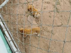 -西霞口神雕山野生动物世界