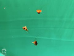 -多彩贵州城极地海洋世界