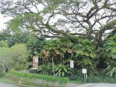 -新加坡植物园