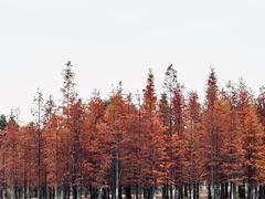 -白鹭湾湿地公园