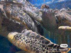 -烟台海昌鲸鲨海洋公园