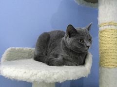 -喵的天空名猫咖啡馆·撸猫·猫舍·用品