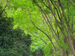 -西湖风景区-江洋畈生态公园