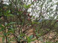 -南国桃园旅游度假区