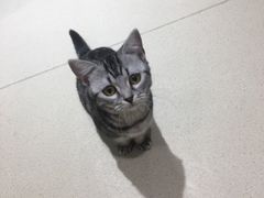 -藏猫猫咖啡主题馆(中央大道店)