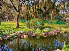 -上海共青森林公园