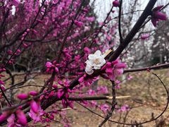 -元大都城垣遗址公园