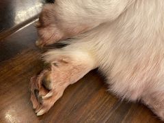-豆柴町-柴犬主题狗咖(红鼎国际C座店)