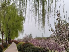 -洨河生态公园