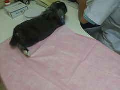 -北京观赏动物医院·24小时大型综合·猫专科·异宠专科