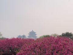 -莲花池公园