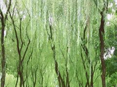 -柳浪闻莺公园