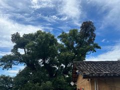 -杨家堂村
