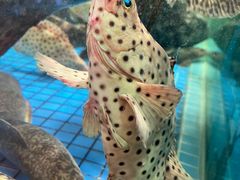 -聚福宝合苑食府(南头镇店)