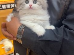 -欣宠猫屋·矮脚拿破仑·蓝金金渐层