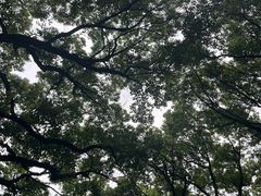 -上海佘山国家森林公园西佘山园