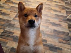 -柴源莊·柴小宠柴犬咖啡