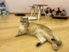 -猫咪派对(江南西店)