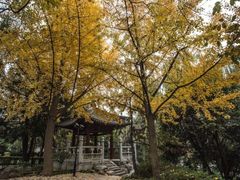 -大雁塔北广场音乐喷泉