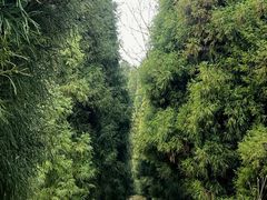 -武陵山森林公园