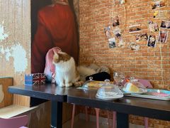 -名猫咖啡馆·撸猫·拼豆