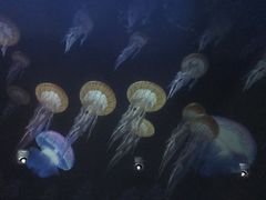 -贝壳梦幻世界