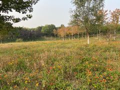 -永定河休闲森林公园