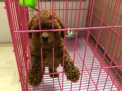 -翊宠yipet猫狗购宠庄园犬舍•猫舍